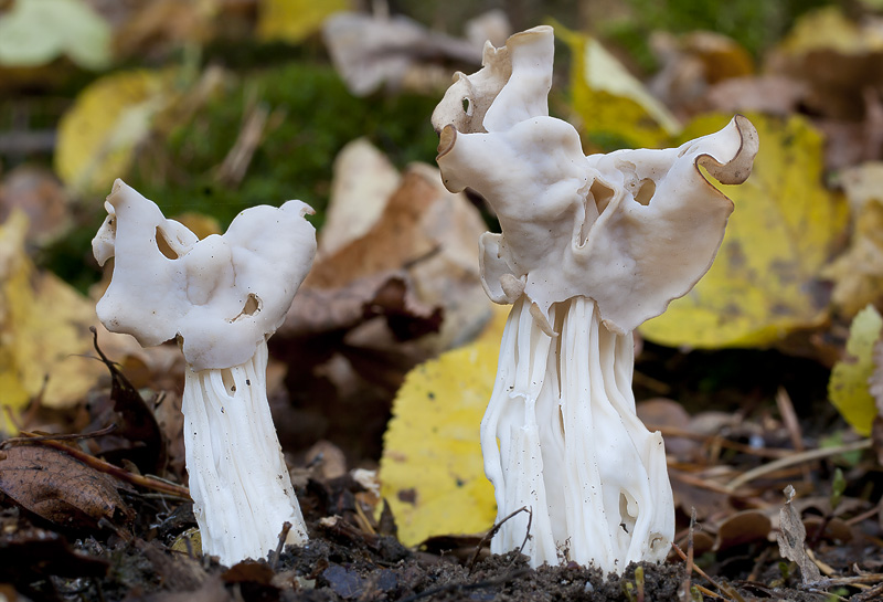 Helvella crispa